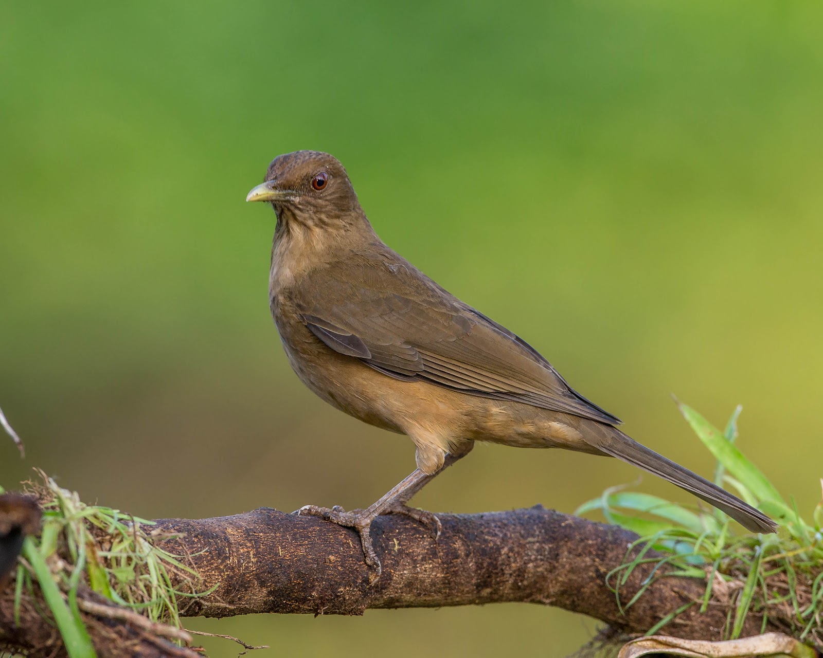 yigüirro merle fauve oiseau costa rica